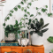 Planten en bloempotten
