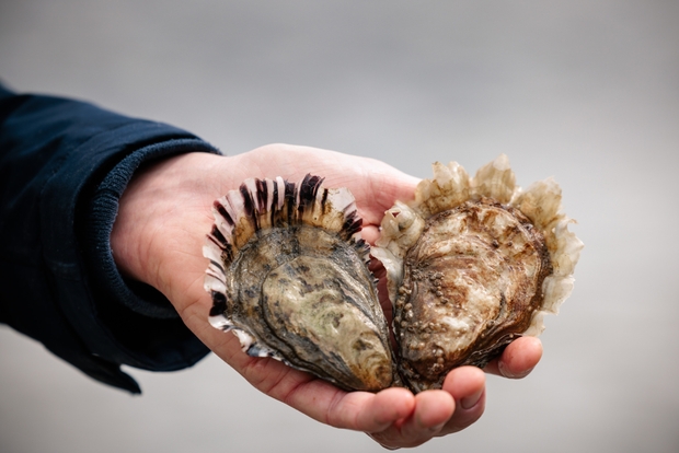 Zeeland, lekkerland: 10 adressen voor een culinaire trip net over de grens