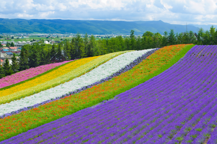 Les champs de lavande de Furano au Japon