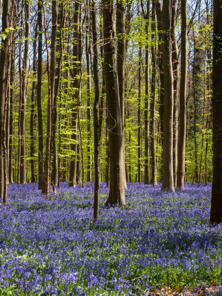 Le bois de Hal, la forêt enchantée