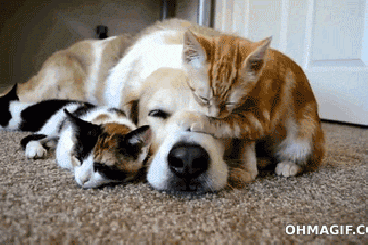 Dormir avec son chien ou son chat est bon bon pour le moral!
