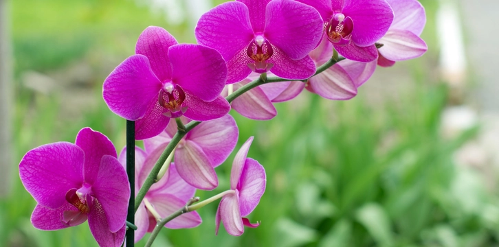 Orchidee opnieuw laten bloeien? Zo doe je het!