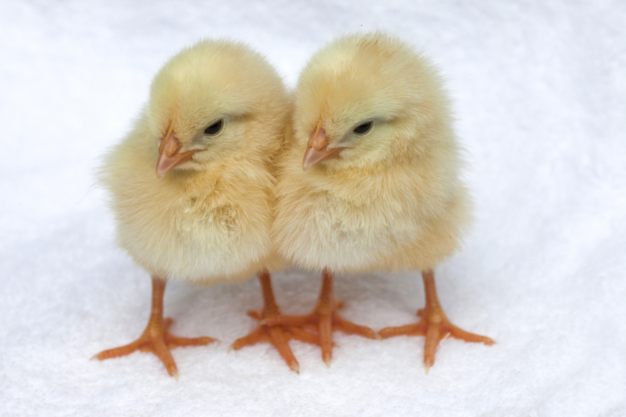 baby chick