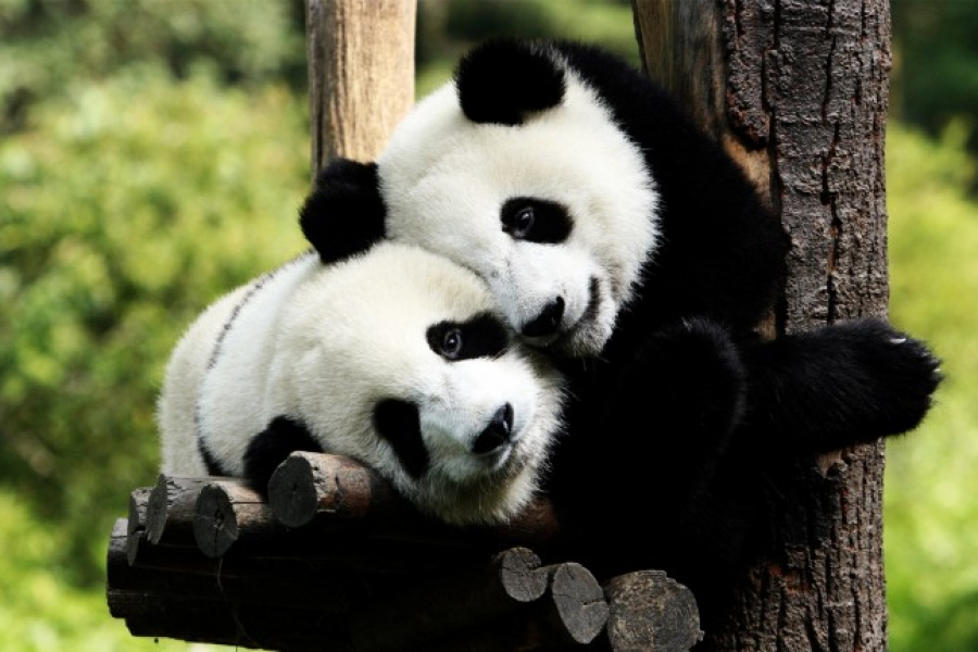 cute pandas