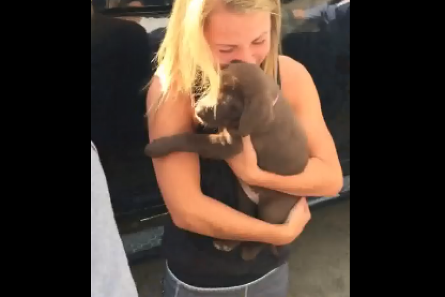 Video Une Demande En Mariage Trop Chou