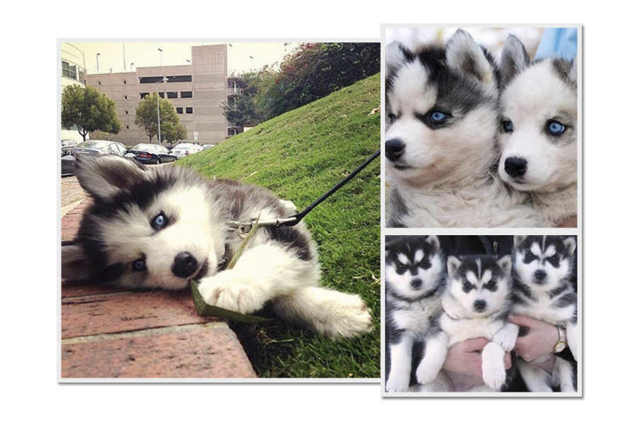 Le Pomsky La Race De Chien Qui Nous Fait Fondre