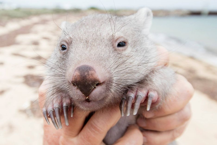 Calineur D Un Bebe Wombat Le Job De Reve