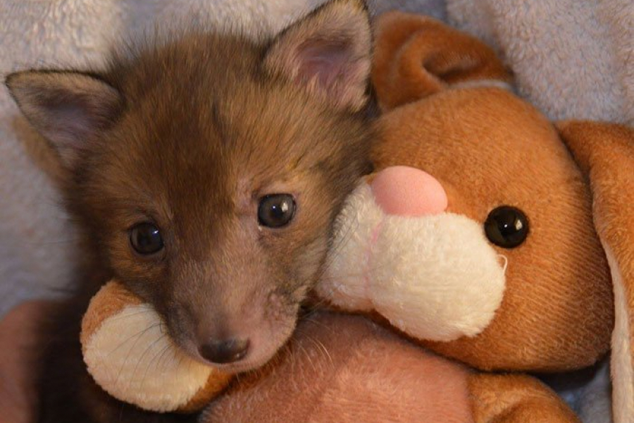 Ce Bebe Renard Et Son Lapin En Peluche Vont Vous Faire Fondre