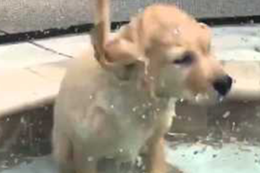 Video Puppy Die Wil Zwemmen Is Het Schattigste Dat Je Vandaag Zal Zien