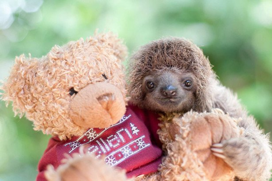 Adorable Un Orphelinat Pour Paresseux