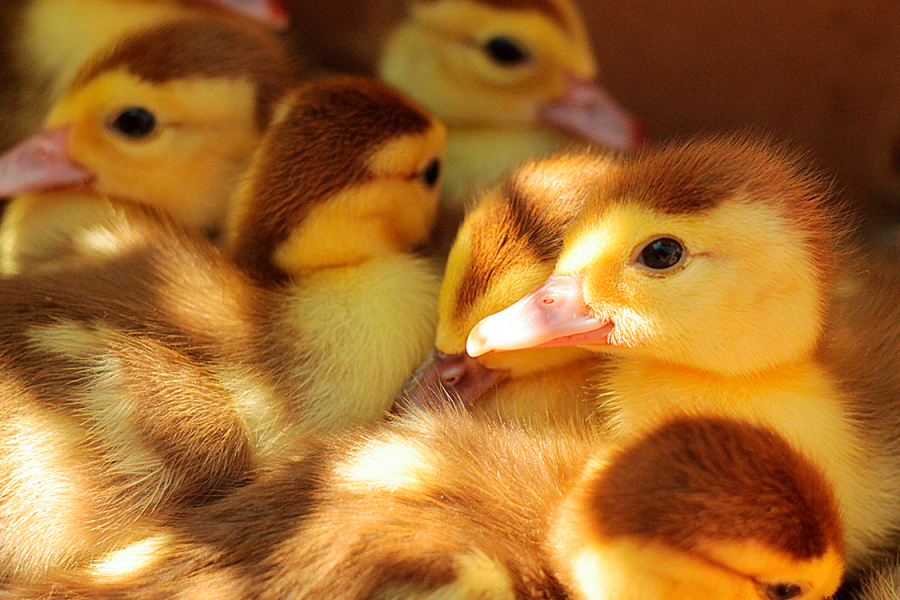 Le Broyage Des Poussins Vivants Va Disparaitre Aux Usa