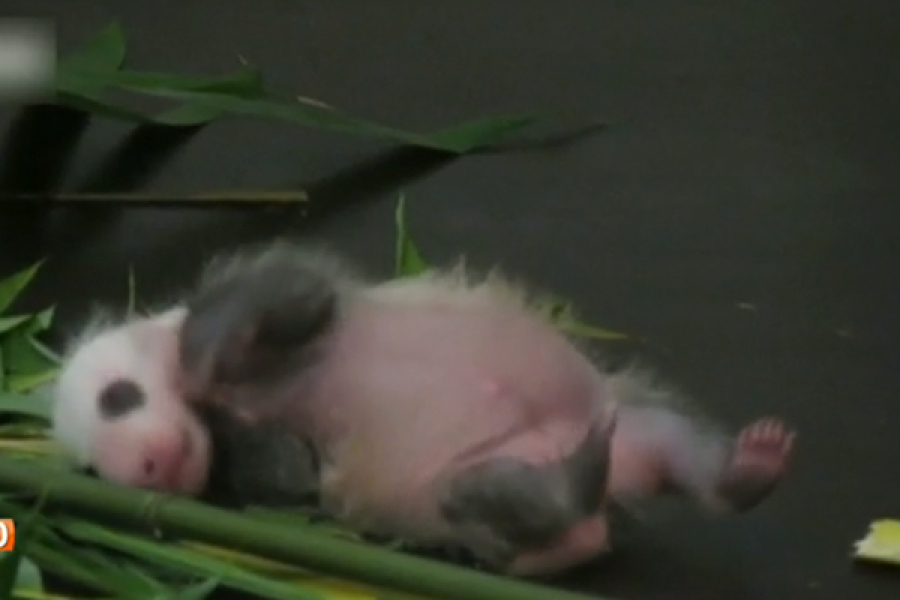 VIDEO zo schattig ziet de babypanda eruit als ie probeert op te staan