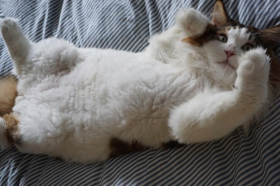 Photos Ce Chat A La Taille D Un Enfant De 8 Ans