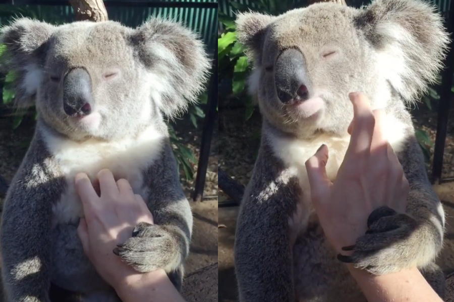 VIDÉO: la réaction de ce koala est juste TROP mignonne!