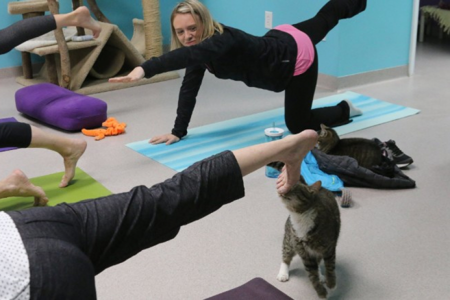 LE CAT YOGA la nouvelle tendance pour se relaxer avec son matou