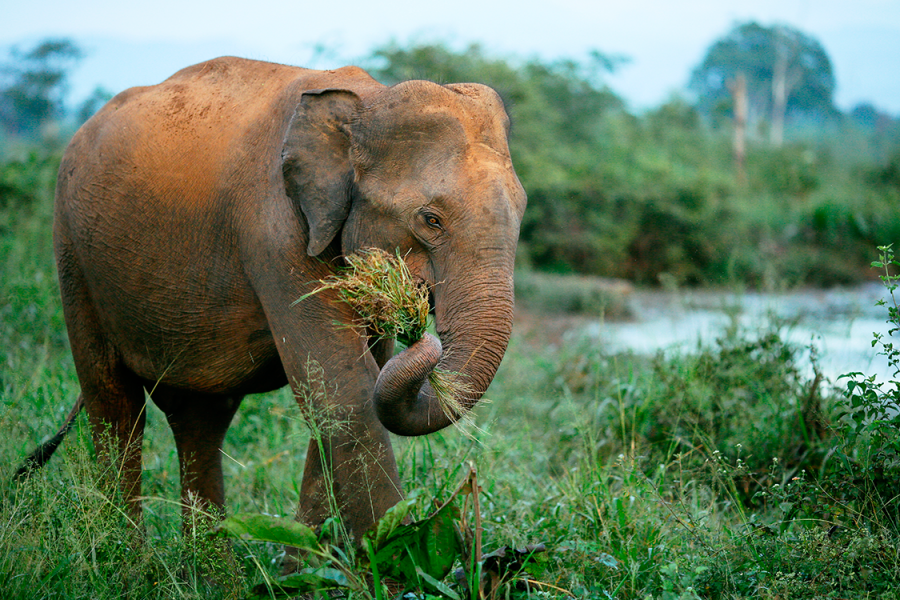 fou de plus en plus d elephants naissent sans defense naissent sans