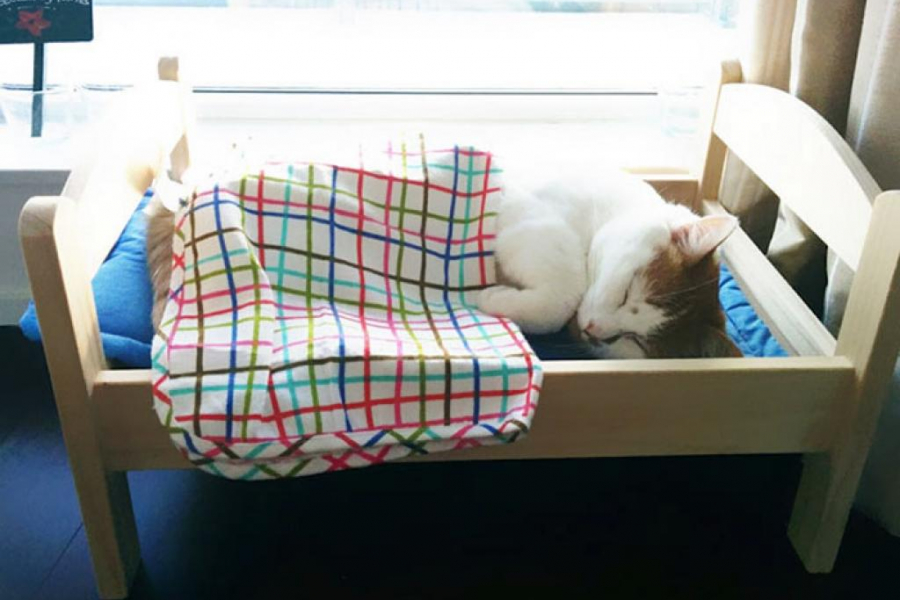 IKEA offre des minilits à un refuge pour chats