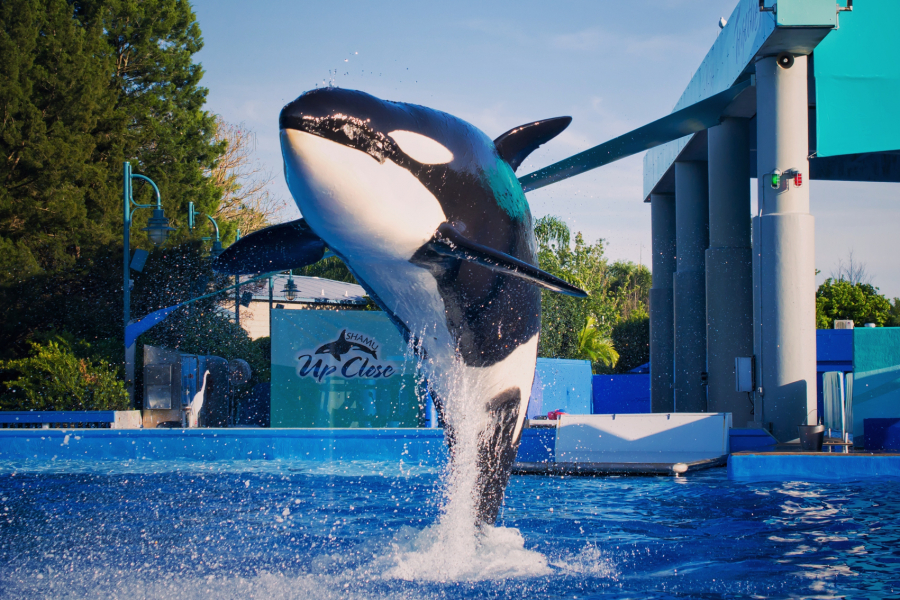 Orques Et Dauphins Devraient Enfin Voir Leurs Conditions De Captivite S Ameliorer
