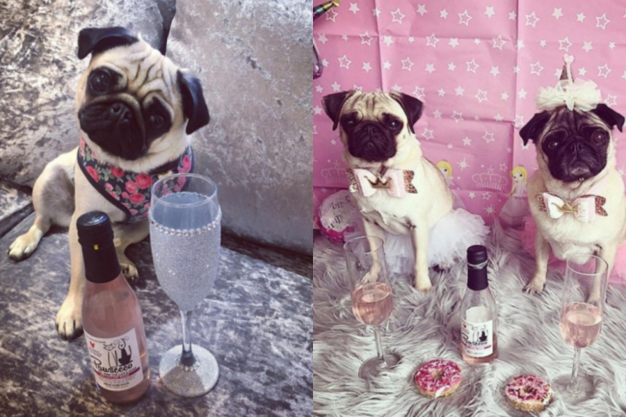 Wtf Voici Le Pawsecco Le Vin Petillant Que Vous Pouvez Boire Avec Vos Chiens Et Chats