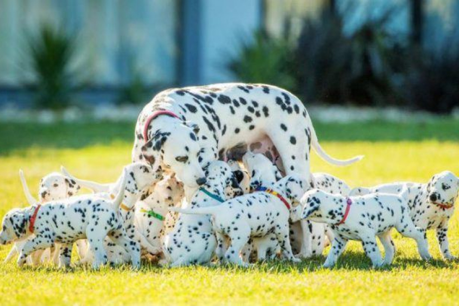 Une Dalmatienne Accouche De 18 Chiots Et On Se Croirait Dans Disney Revemerveilleux