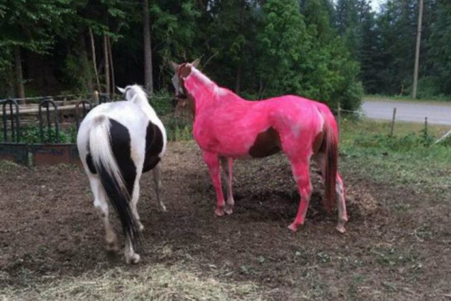 Mais pourquoi ce cheval estil devenu rose?