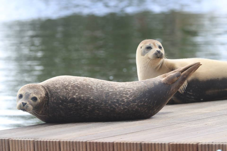 Genial Rencontrez Les Bebes Phoques En Exclusivite A Pairi Daiza