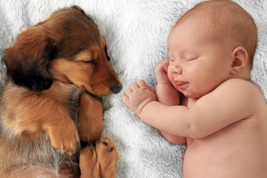 Aha Daarom Gedragen Honden Zich Raar In De Buurt Van Baby S