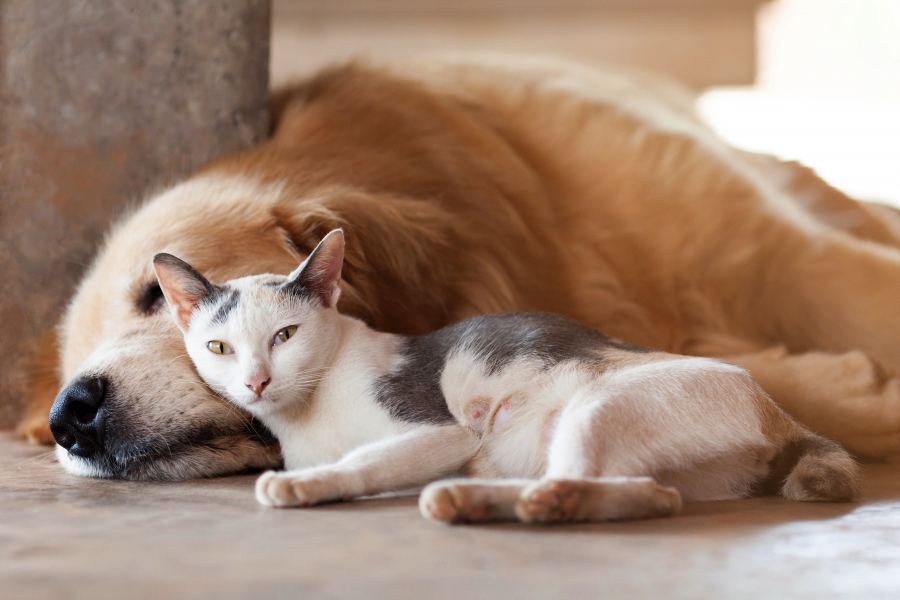 Fin De Léternel Débat Les Chiens Sont Plus Intelligents