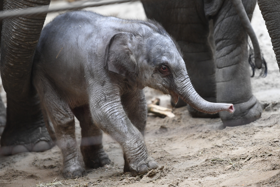 Vidéo: un bébé éléphant est né à Planckendael le jour de Noël