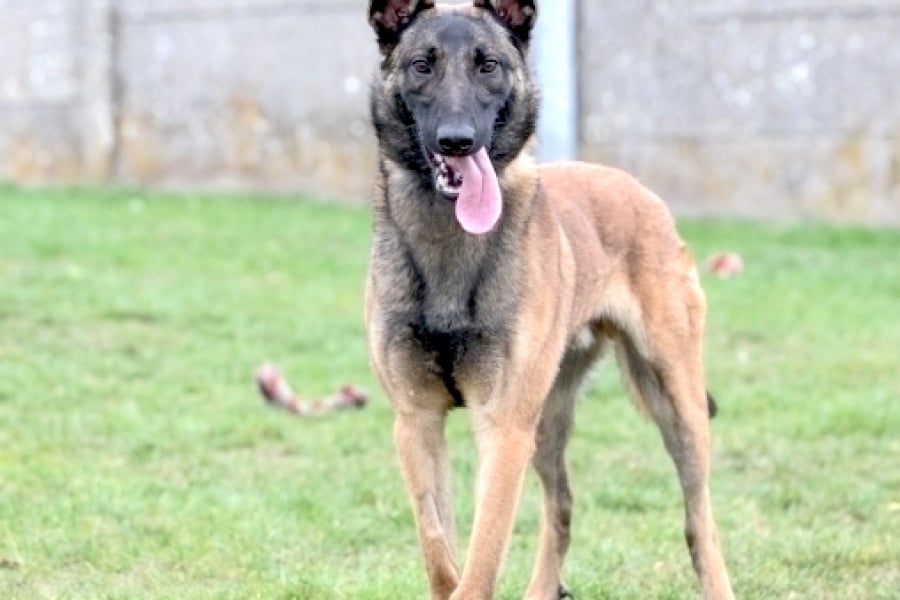 Lhistoire De Ce Chien Abandonné à La Srpa De Liège Va Vous