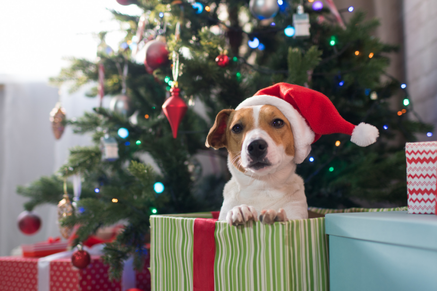 Les Refuges Allemands Interdisent L Adoption D Animaux A Noel