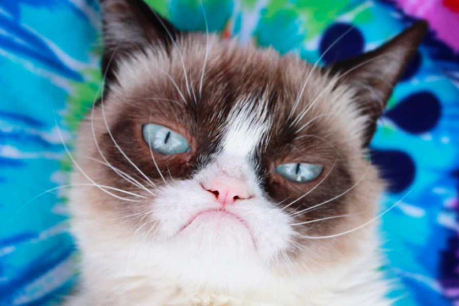 Grumpy Cat, le célèbre chat boudeur, est mort