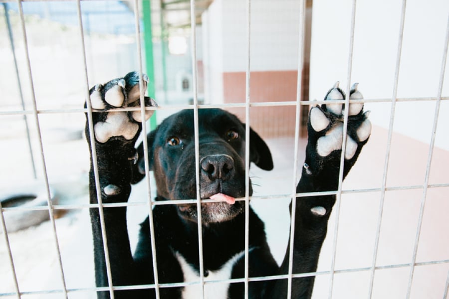 Le Bilan Honteux Des Abandons Danimaux En Belgique Et L