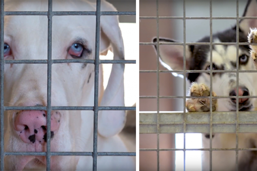 Voilà Pourquoi Vous Devriez Adopter Votre Animal Dans Un Refuge
