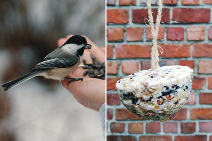 Quelle graisse pour les oiseaux en hiver ?