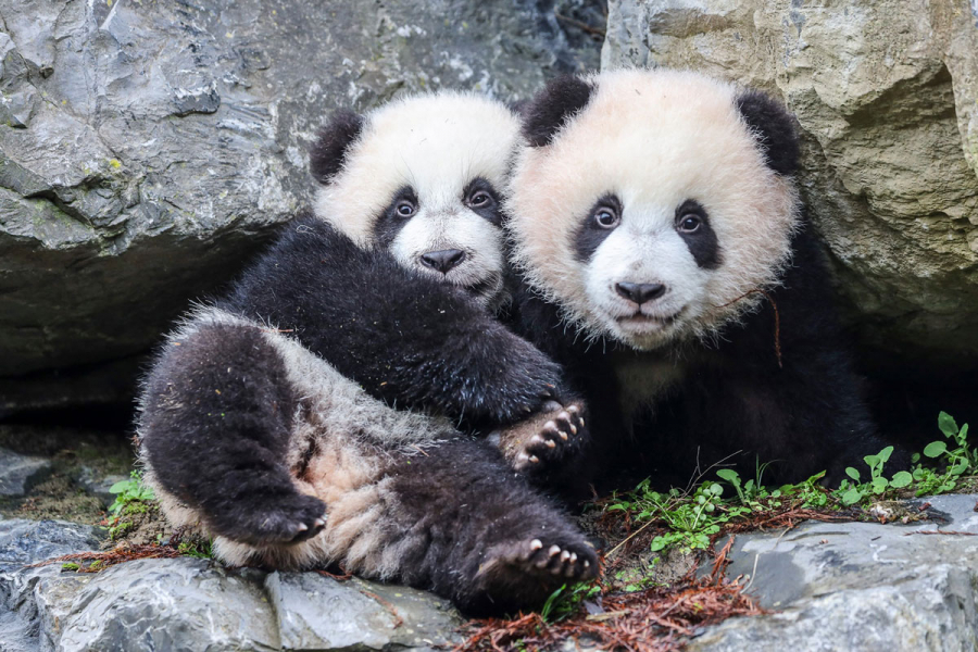 Babypanda s Van Pairi Daiza Zetten Hun Allereerste Stapjes Buiten
