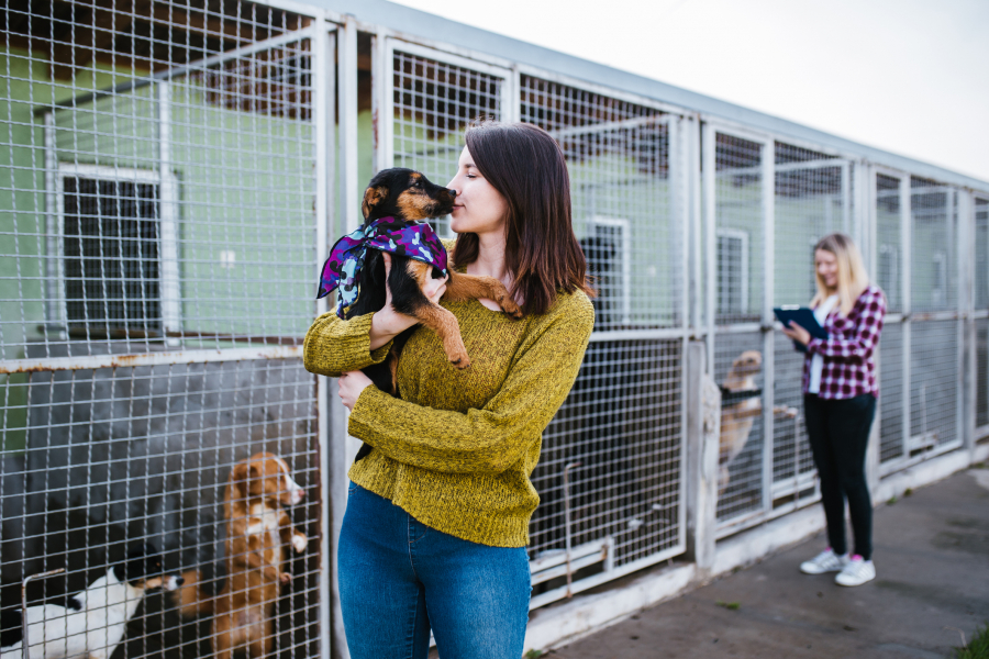 Pourquoi c'est la période parfaite pour adopter un animal