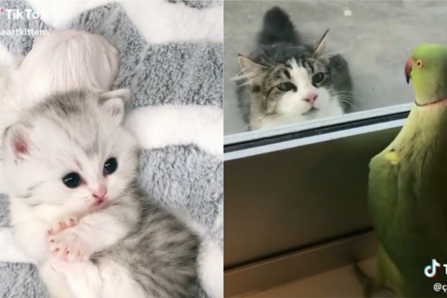 Les Meilleures Videos Tiktok A Reproduire Avec Votre Chat Les Meilleures Videos Tiktok A Reproduire Avec Votre Chat