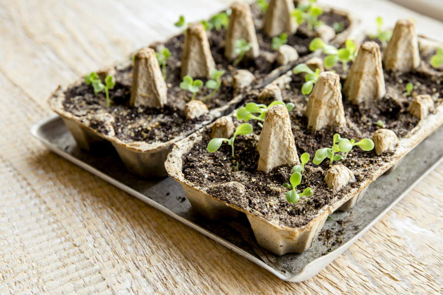 Planete Plante Kit Du Mini Jardinier Mode D'emploi