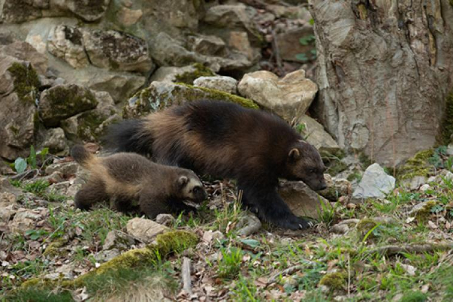 Deux Adorables Bebes Gloutons Sont Nes Au Domaine Des Grottes De Han