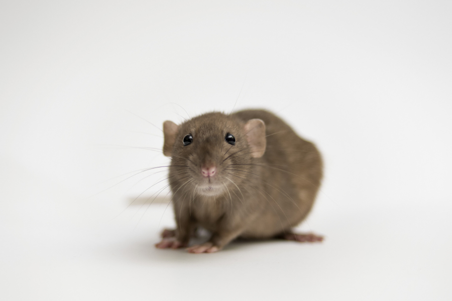 Pourquoi Nous Faisons Face A Une Invasion De Souris Et De Rats