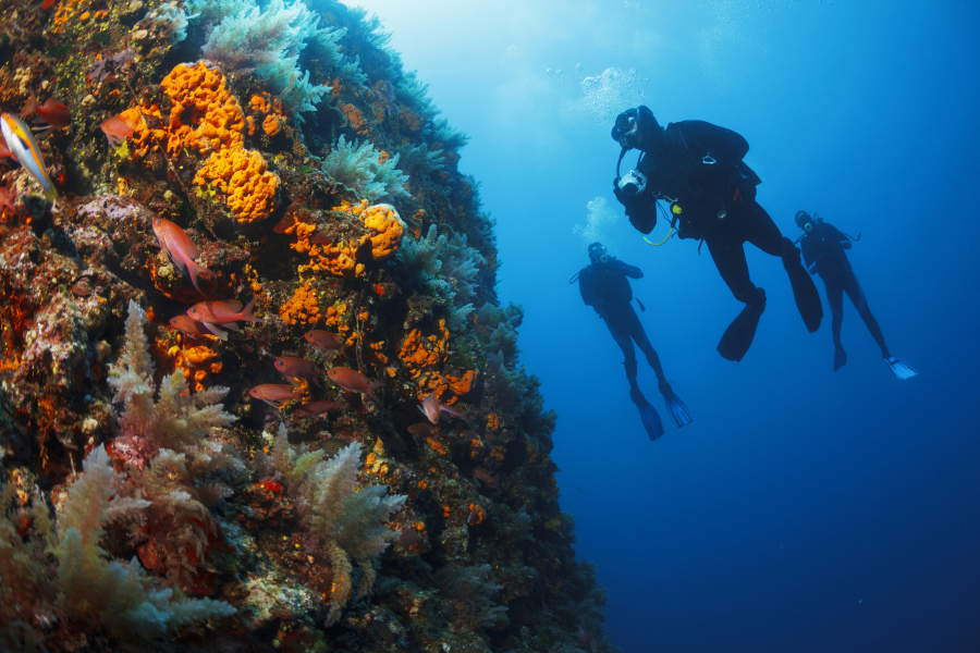 Un musée aquatique va voir le jour pour protéger l'environnement