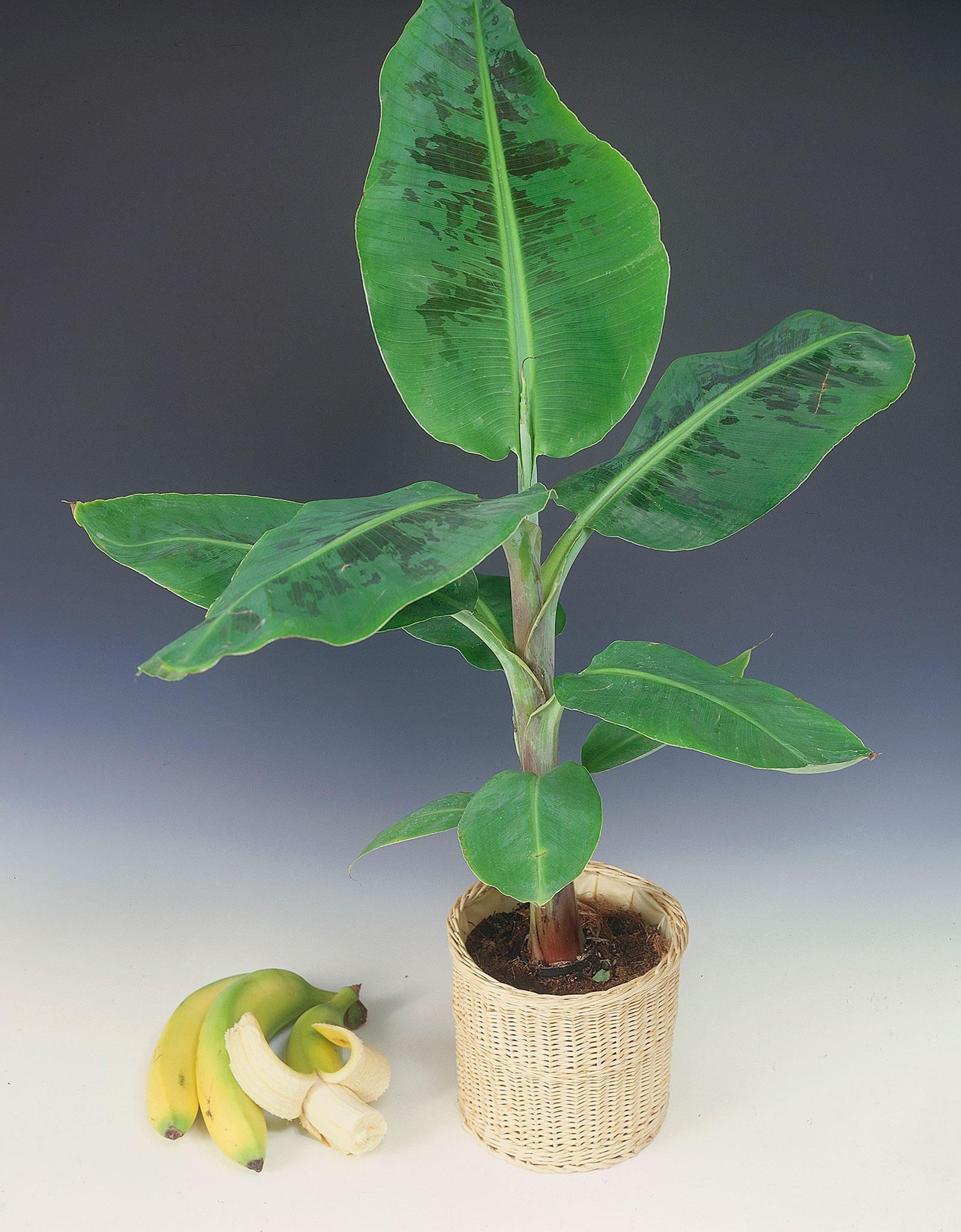 bananenplant2.jpg FR
