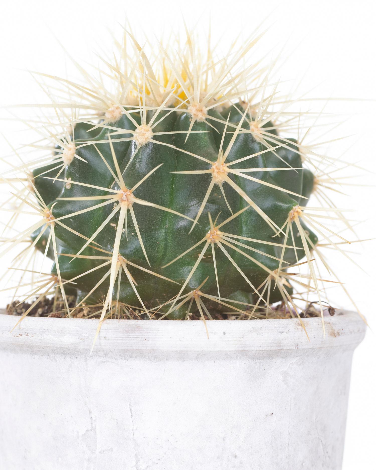 cactus2.jpg FR