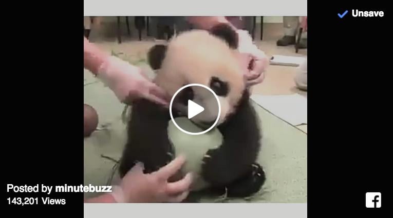 Video Trop Mignonne Un Bebe Panda Joue Avec Un Ballon Femmes D Aujourd Hui