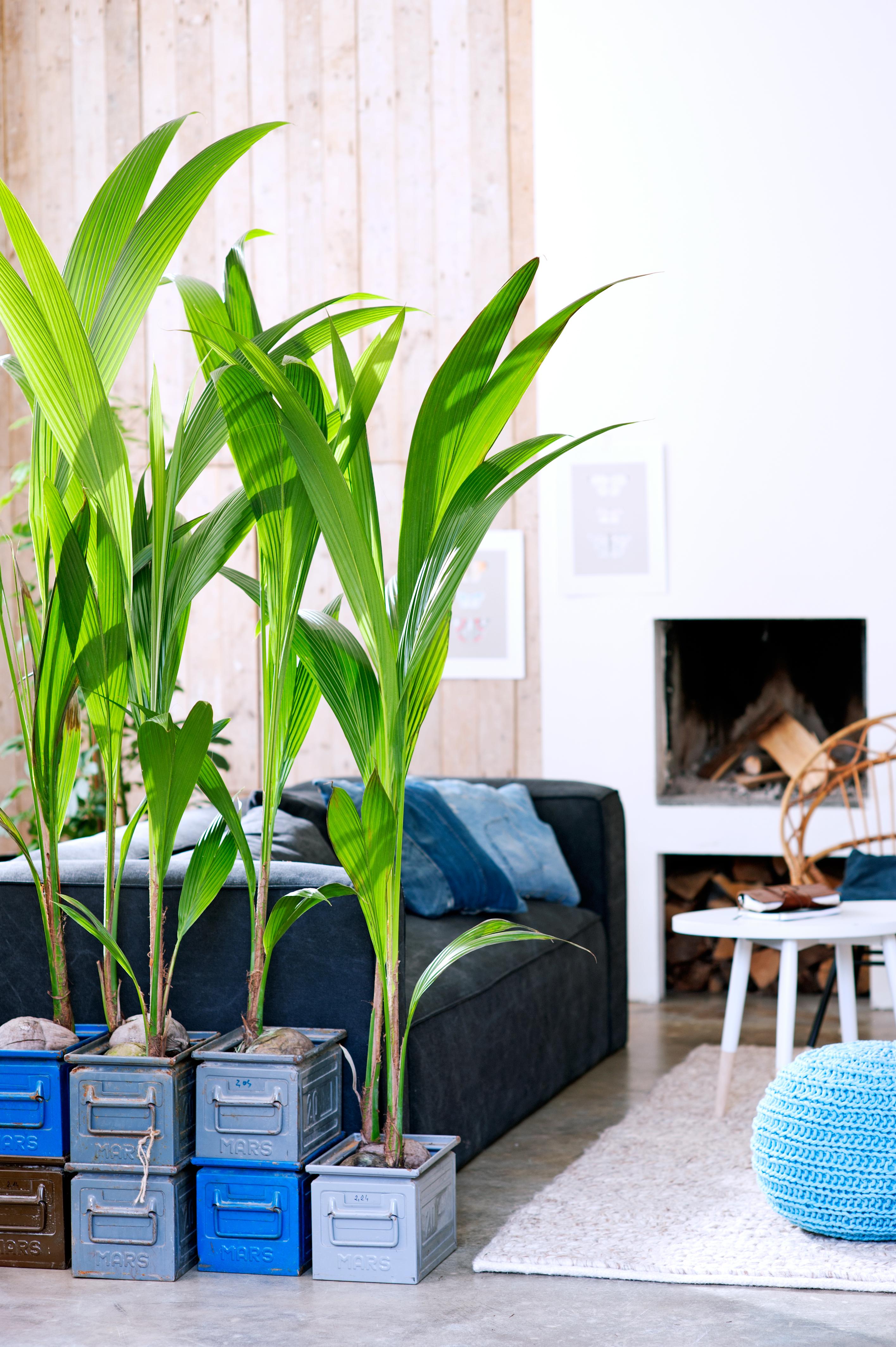 Coco Nucifera Plante D Interieur Femmes D Aujourd Hui