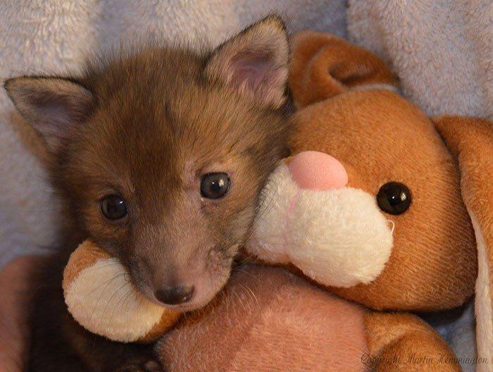 Ce Bebe Renard Et Son Lapin En Peluche Vont Vous Faire Fondre