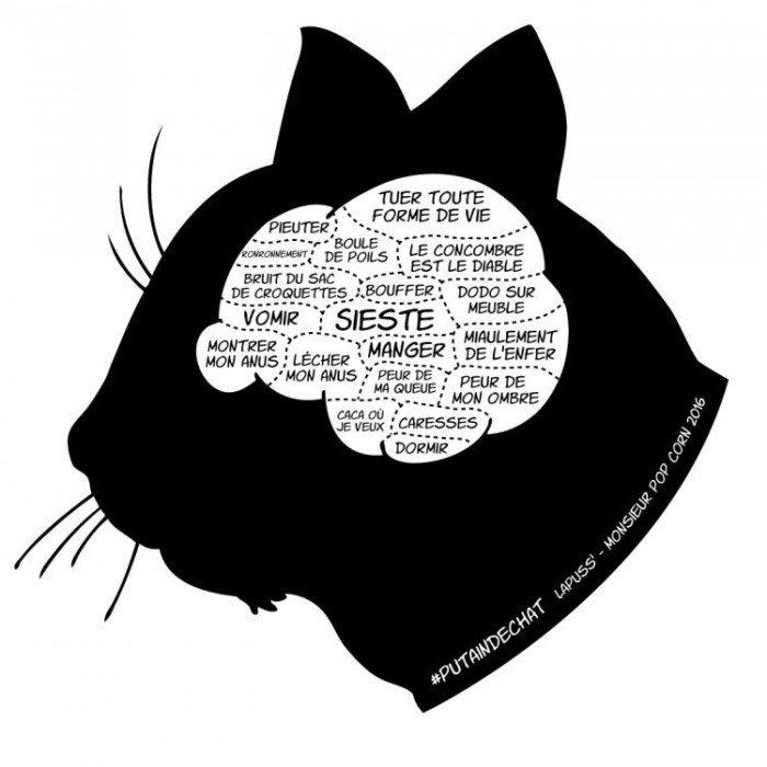 7 Preuves Que Votre Chat Est Un Psychopathe