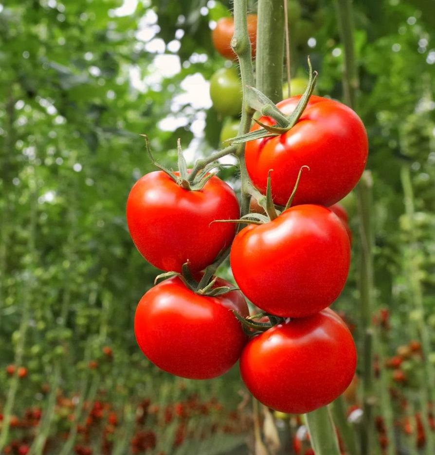 10 astuces pour réussir vos tomates - Femmes d'Aujourd'hui