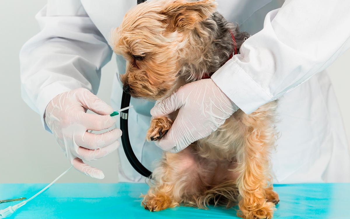Mais pourquoi utiliseton des chiens dans les laboratoires?